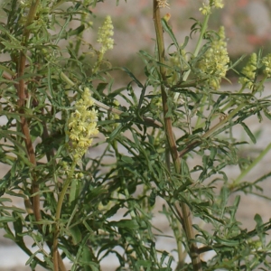 Photographie n°342008 du taxon Reseda lutea L. [1753]