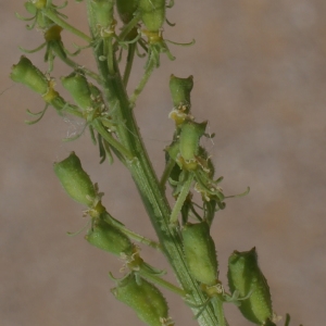 Photographie n°342009 du taxon Reseda lutea L. [1753]