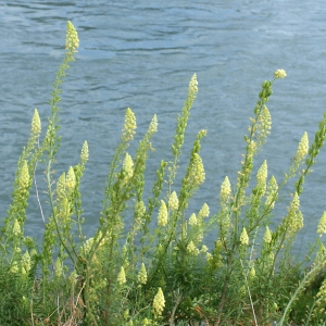 Photographie n°342012 du taxon Reseda lutea L. [1753]