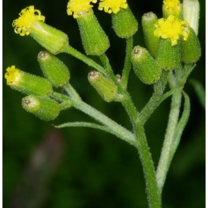  - Senecio vulgaris subsp. denticulatus (O.F.Müll.) P.D.Sell [1967]