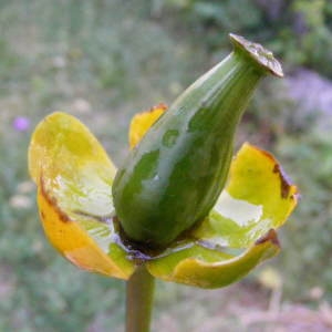 Photographie n°342242 du taxon Nuphar lutea (L.) Sm. [1809]