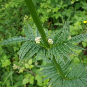 Photographie n°342309 du taxon Valeriana officinalis L. [1753]