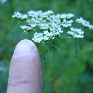 Photographie n°342311 du taxon Aethusa cynapium L.