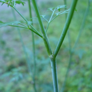 Photographie n°342314 du taxon Aethusa cynapium L.