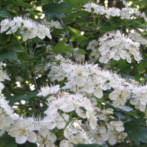 Photographie n°342323 du taxon Crataegus monogyna Jacq. [1775]