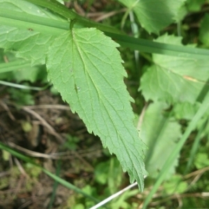 Photographie n°342444 du taxon Phyteuma spicatum L. [1753]