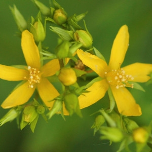 Photographie n°342495 du taxon Hypericum tetrapterum Fr. [1823]