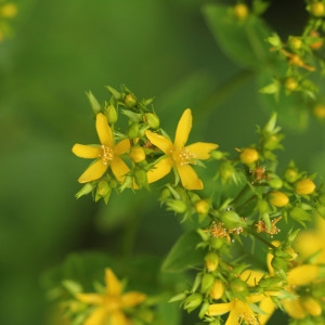 Photographie n°342496 du taxon Hypericum tetrapterum Fr. [1823]