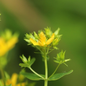 Photographie n°342498 du taxon Hypericum tetrapterum Fr. [1823]