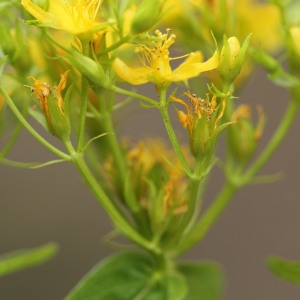 Photographie n°342501 du taxon Hypericum tetrapterum Fr. [1823]