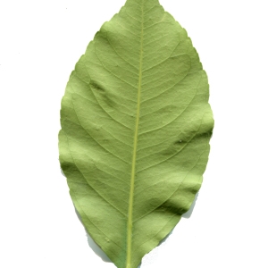Photographie n°342506 du taxon Citrus limon (L.) Burm.f. [1768]