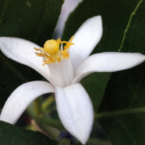 Citrus medica var. limon L. (Citronnier)