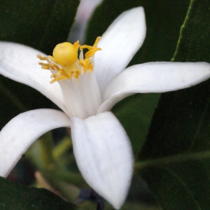 Photographie n°342510 du taxon Citrus limon (L.) Burm.f. [1768]