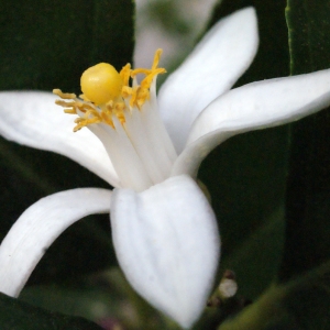 Photographie n°342511 du taxon Citrus limon (L.) Burm.f. [1768]