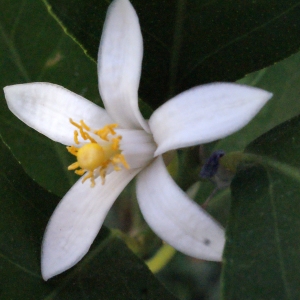 Photographie n°342513 du taxon Citrus limon (L.) Burm.f. [1768]