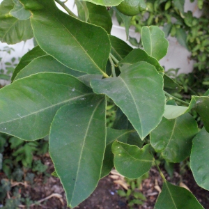 Photographie n°342516 du taxon Citrus limon (L.) Burm.f. [1768]