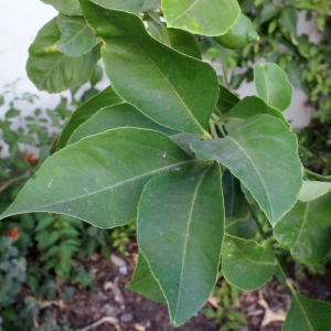 Photographie n°342517 du taxon Citrus limon (L.) Burm.f. [1768]