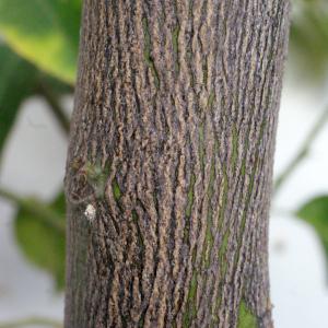 Photographie n°342518 du taxon Citrus limon (L.) Burm.f. [1768]
