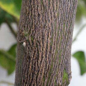 Photographie n°342519 du taxon Citrus limon (L.) Burm.f. [1768]
