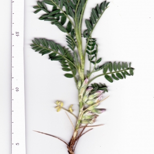 Photographie n°342532 du taxon Astragalus sempervirens subsp. sempervirens 