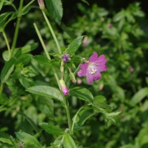 Photographie n°342538 du taxon Epilobium hirsutum L. [1753]