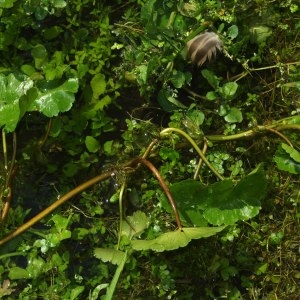 Photographie n°342540 du taxon Hydrocotyle ranunculoides L.f. [1782]