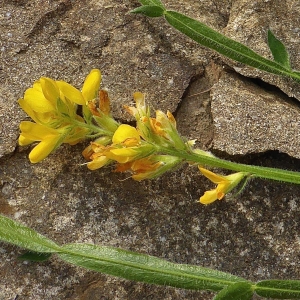 Photographie n°342583 du taxon Genista sagittalis L. [1753]
