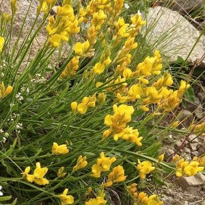 Photographie n°342584 du taxon Genista sagittalis L. [1753]