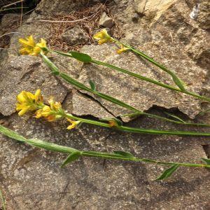 Photographie n°342585 du taxon Genista sagittalis L. [1753]