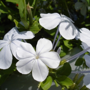  - Plumbago auriculata Lam. [1786]