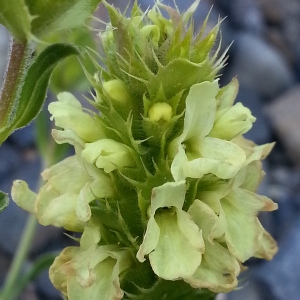 Photographie n°342653 du taxon Sideritis hyssopifolia L. [1753]