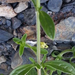 Photographie n°342654 du taxon Sideritis hyssopifolia L. [1753]