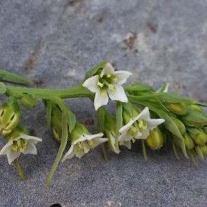 Photographie n°342670 du taxon Thesium alpinum L. [1753]