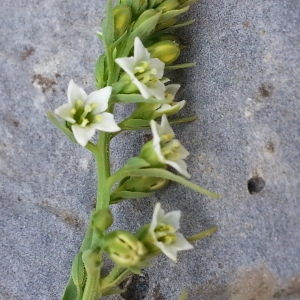 Photographie n°342671 du taxon Thesium alpinum L. [1753]