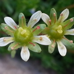  - Saxifraga moschata Wulfen [1781]