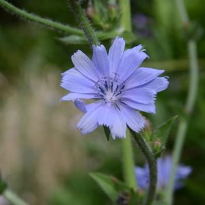 Photographie n°342684 du taxon Cichorium endivia L. [1753]