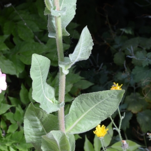 Photographie n°342686 du taxon Cichorium endivia L. [1753]