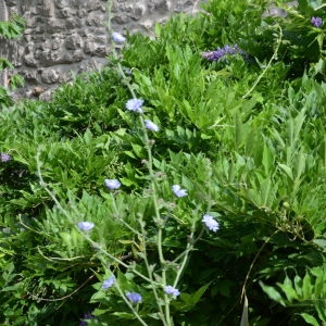 Photographie n°342689 du taxon Cichorium endivia L. [1753]