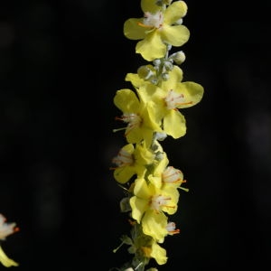 Photographie n°342692 du taxon Verbascum thapsus L. [1753]