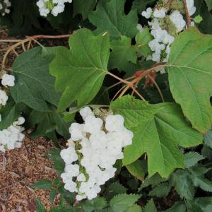 Photographie n°342706 du taxon Hydrangea quercifolia W.Bartram [1791]