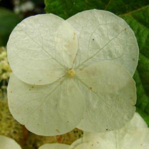 Photographie n°342708 du taxon Hydrangea quercifolia W.Bartram [1791]