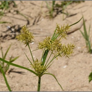  - Cyperus esculentus L. [1753]