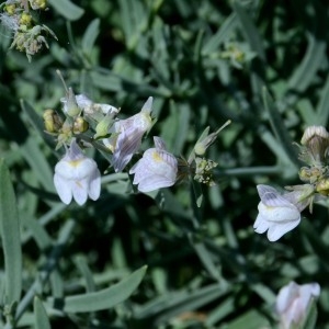 Photographie n°342760 du taxon Linaria repens (L.) Mill. [1768]