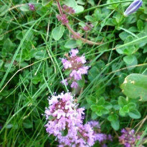 Photographie n°342765 du taxon Thymus serpyllum L. [1753]