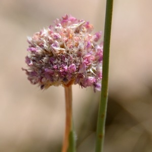 Photographie n°342771 du taxon Armeria arenaria (Pers.) Schult. [1820]