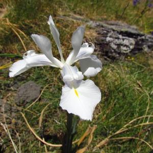 Photographie n°342816 du taxon Iris latifolia (Mill.) Voss [1895]