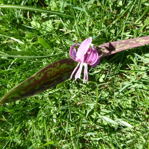 Photographie n°342884 du taxon Erythronium dens-canis L.