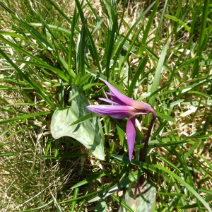 Photographie n°342885 du taxon Erythronium dens-canis L.