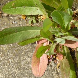 Photographie n°343009 du taxon Lactuca serriola L. [1756]