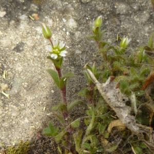 Photographie n°343025 du taxon Cerastium fontanum Baumg. [1816]